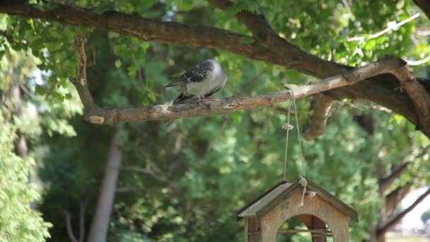 Pigeon and Bird Feeder — Stock Video