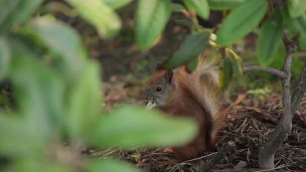 Écureuil manger du pain — Video