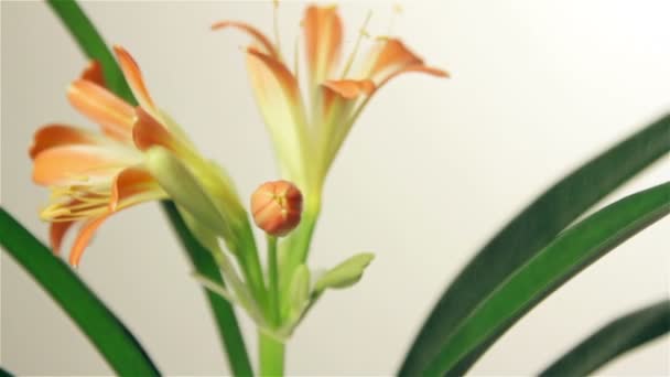 Sprinkle flower clivia — Stock Video