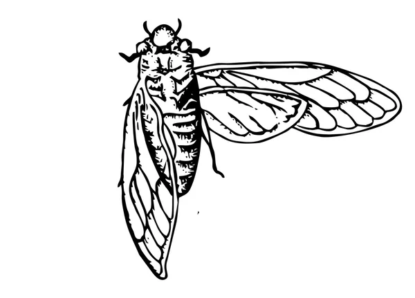 Dundubia manifera skecth — Vettoriale Stock