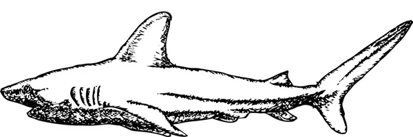 Sketsa tangan-bebas vektor gambar Shark - Stok Vektor