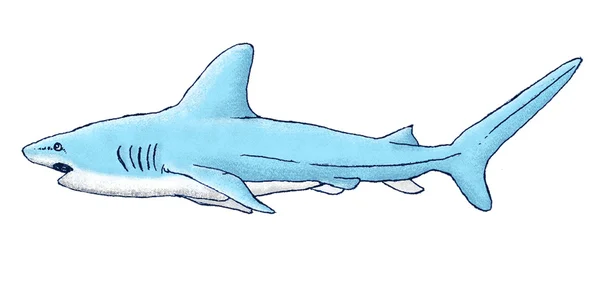 Tubarão isolado na mão branca desenhada — Fotografia de Stock