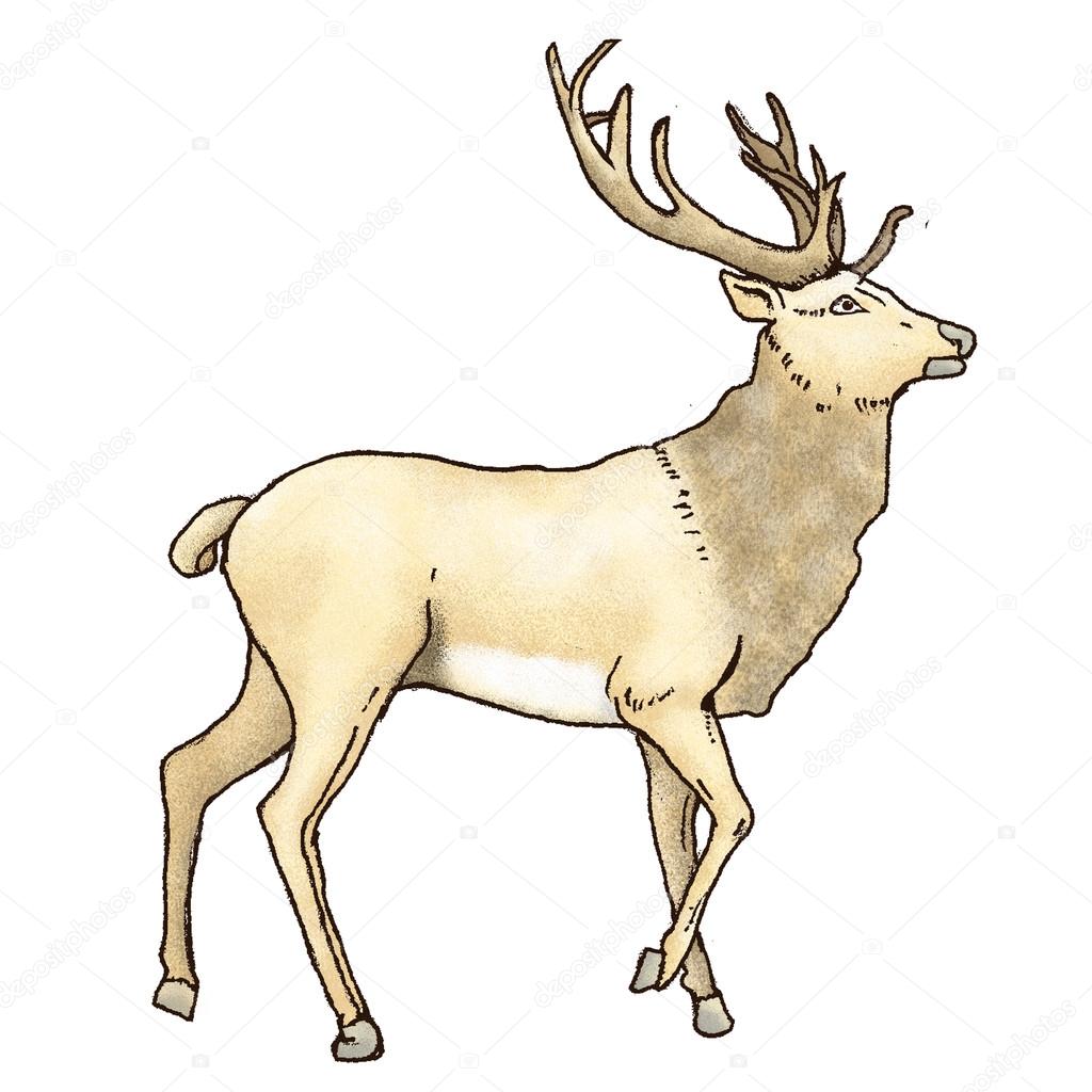 Rysunek Sarna Na Białym Tle Zdjęcie Stockowe Dennyranch