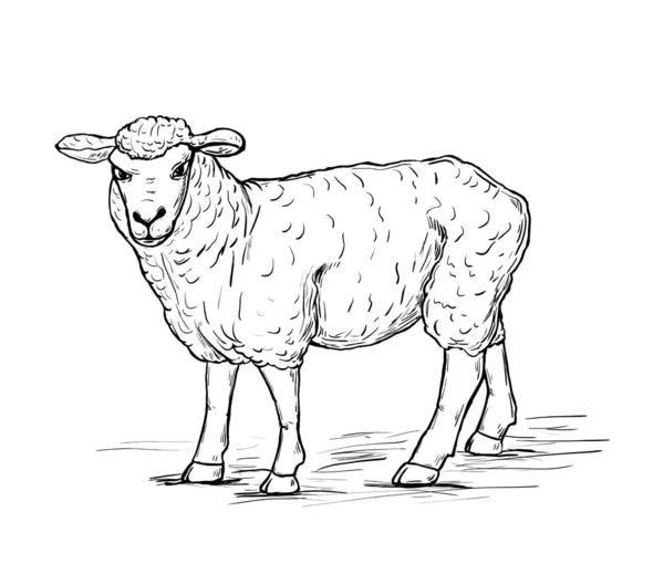 Una Mano Dibujada Dibujó Una Oveja Animales Domésticos Blancos Negros — Vector de stock