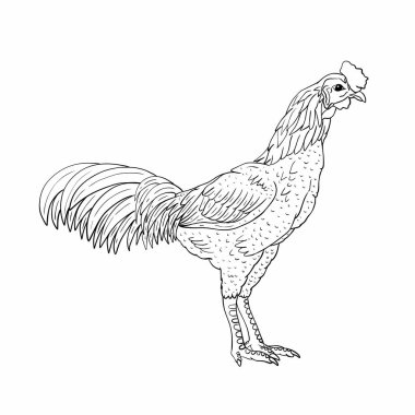 Skeç horozu beyazda izole edildi