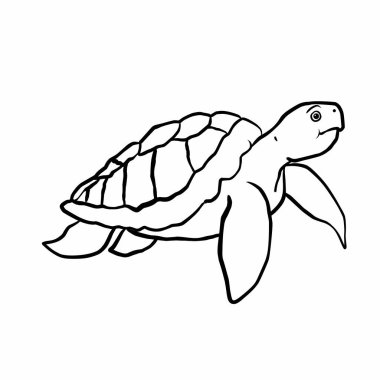 Kaplumbağanın çizimi