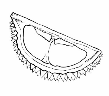 Durian 'ın el çizimi