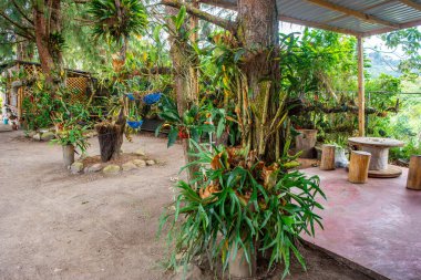 San Agustin, Kolombiya 'da sakin bir bahçe sahnesi, canlı bitkiler ve kırsal kesimlerde doğa.