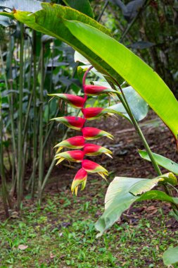 San Agustin, Huila 'daki zengin yeşil arka planda Kolombiya' nın çeşitli botanik güzelliğini gözler önüne seren canlı helikonya çiçeği..