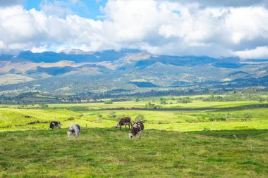 Purac, Cauca 'daki çarpıcı dağlarla çevrili yemyeşil alanlarda otlayan inekler, Kolombiya' nın zengin biyolojik çeşitliliği ve korunma çabalarını sergiliyor..