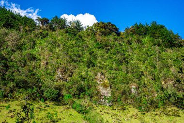 Purac Ulusal Parkı, Kolombiya 'da açık mavi gökyüzü altında canlı yeşil tepeler ve çeşitli bitki örtüsü doğal güzellik ve koruma çabalarını sergiliyor..
