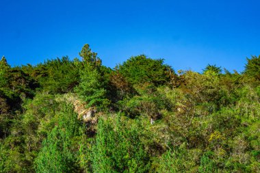Purac Ulusal Parkı 'ndaki canlı yeşillik ve çeşitli bitki örtüsü Kolombiya doğanın güzelliğini ve korunma çabalarını gözler önüne seriyor..