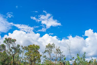 Kolombiya 'daki Purac Ulusal Parkı' nda yemyeşil ve açık mavi bir gökyüzü, doğanın ve korunmanın güzelliğini vurguluyor..