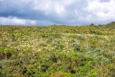 Purac Ulusal Parkı, Kolombiya 'daki eşsiz ekosistemin manzarası, ikonik kırılgan bitkiler ve çeşitli bitkilerin yer aldığı.