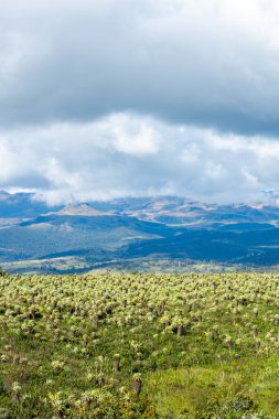 Kolombiya 'daki Purac Ulusal Parkı' nın çarpıcı manzarası, eşsiz narin bitkiler ve bulutlu gökyüzü altındaki dramatik dağlık arazi.