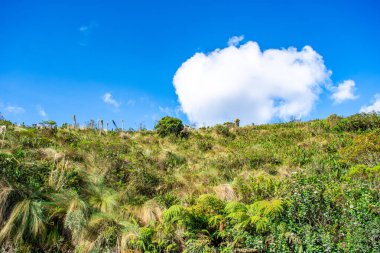Kolombiya Purace Ulusal Parkı 'ndaki yemyeşil gökyüzü altında yeşil bitki örtüsünün canlı bir görüntüsü..
