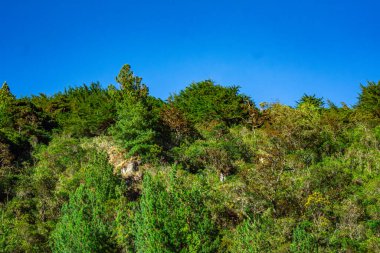 Purac Ulusal Parkı 'ndaki canlı yeşillik ve çeşitli bitki örtüsü Kolombiya doğanın güzelliğini ve korunma çabalarını gözler önüne seriyor..
