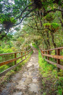 Purace, Popayn, Cauca, Kolombiya 'da yemyeşil ve kırılgan insanlarla çevrili güzel bir patika. Doğa aşıkları için ideal..