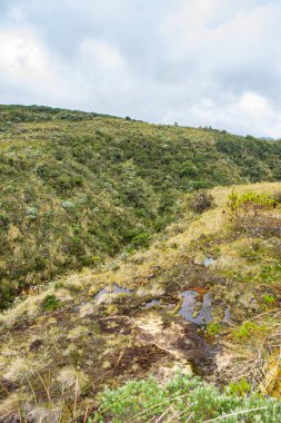 Purace, Cauca, Kolombiya 'daki eşsiz kırılgan bitkileri gösteren And manzarasının huzurlu bir görüntüsü..