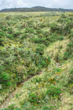 Purac, Cauca, Kolombiya 'daki narin, dereler ve zengin bitki örtüsünden oluşan canlı yeşil bir manzara doğanın güzelliğini gözler önüne seriyor..
