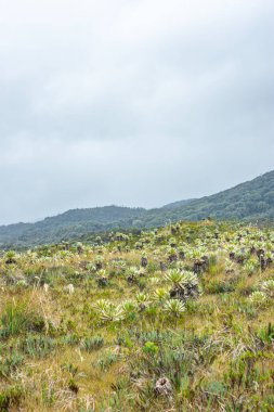 Purace, Cauca, Kolombiya 'daki çarpıcı kırılgan manzara eşsiz bitki örtüsünü sergiliyor ve bulutlu bir gökyüzünün altında yuvarlanan tepeleri gösteriyor..