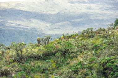 Purace, Popayn, Cauca, Kolombiya 'daki çeşitli bitki örtüsünün çarpıcı manzarası, canlı yeşillikler arasında kırılganlık barındırıyor..