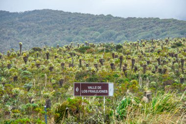 Purace, Cauca, Kolombiya 'daki Frailejon Vadisi' nin çarpıcı manzarası eşsiz bitki örtüsü ve doğal güzelliği gözler önüne seriyor..