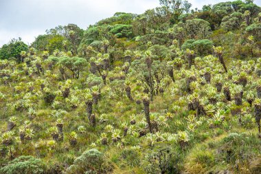 Purace, Popayan, Cauca, Kolombiya 'daki narin manzaralar bu güzel bölgenin eşsiz bitki örtüsünü gözler önüne seriyor..