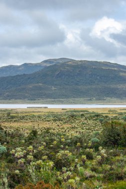Kolombiya 'nın Purace bölgesinin manzarası. Bulutlu bir gökyüzünün altında eşsiz kırılgan bitkiler ve geniş bir bitki örtüsü sergiliyor..
