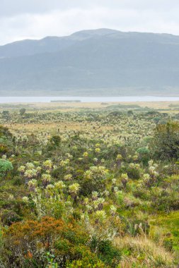 Purace, Cauca, Kolombiya 'daki muhteşem kırılgan manzara, doğanın güzelliğini ve dağ zeminine karşı eşsiz bitki örtüsünü gözler önüne seriyor.
