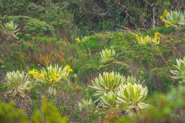 Purace, Cauca, Kolombiya 'da canlı yerli bitkilerin arasında çiçek açan narin ve gür bir manzara..
