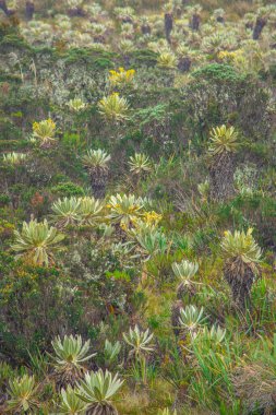 Purace, Popayn, Cauca, Kolombiya 'nın gür manzarasında büyüleyici bir manzara, canlı bitki örtüsü ve doğal güzellik..