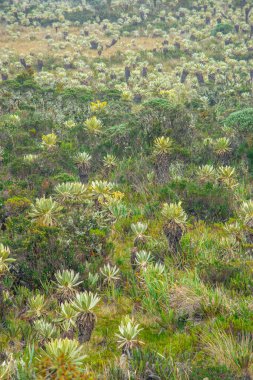 Purace Ulusal Parkı, Cauca, Kolombiya 'daki eşsiz bitki örtüsünün nefes kesici manzarası. Çeşitli bitkiler ve doğal güzelliklere sahip yemyeşil bitki örtüsü..