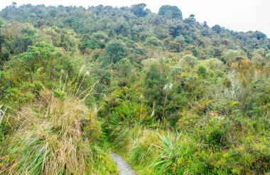 Purace Ulusal Parkı, Cauca, Kolombiya 'da yoğun yeşilliklerle çevrili manzara doğanın güzelliğini gözler önüne seriyor..