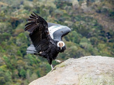 Görkemli bir And Akbabası Purace Ulusal Parkı, Cauca, Kolombiya 'da bir kayanın üzerine tünemiş etkileyici kanat açıklığını ve doğal güzelliğini sergiliyor..