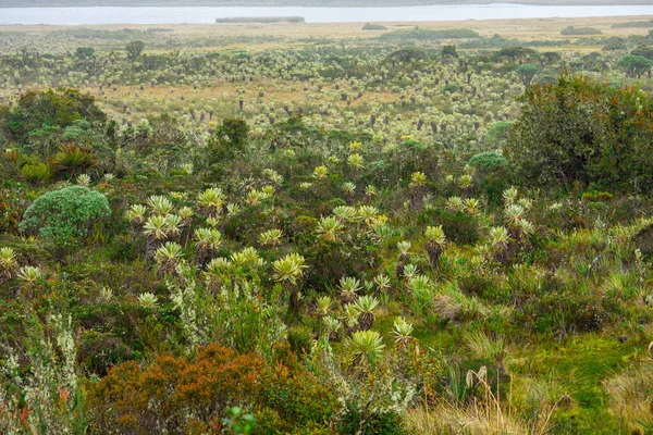 Purace, Popayn, Cauca, Kolombiya 'daki biyoçeşitliliğin çarpıcı manzarası. Yeşillik ve eşsiz bitki örtüsü..