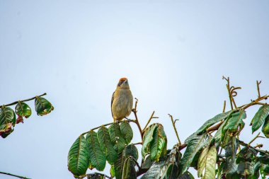 Popayn, Cauca, Kolombiya 'da bir ağaç dalına tünemiş canlı bir kuş, sakin bir ortamda doğanın güzelliğini sergiliyor..