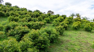 Popayn, Cauca, Kolombiya 'da canlı bir avokado çiftliği. Yeşillik ve doğanın güzelliğini gözler önüne seriyor..