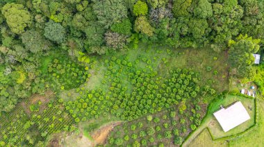 Popayn, Cauca, Kolombiya 'da yoğun yeşilliklerle çevrili yemyeşil avakado çiftliklerinin çarpıcı hava manzarası. Doğayı ve tarımı göstermek için ideal..