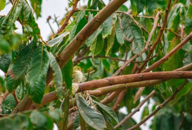 Popayn, Cauca, Kolombiya 'da yemyeşil yaprakların arasına gizlenmiş küçük bir kuş doğanın güzelliğini gözler önüne seriyor..