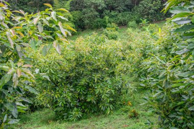 Canlı bir çiftlik ortamındaki yemyeşil avokado ağaçları Popayan, Cauca, Kolombiya 'nın zengin manzarasını gözler önüne seriyor..