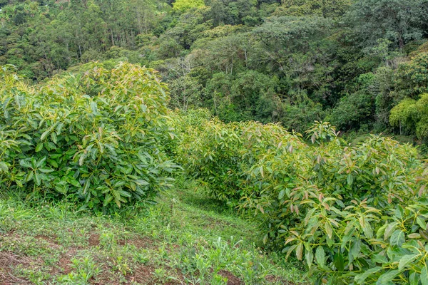 Popayan, Cauca, Kolombiya 'nın dağlık bölgelerinde gür avokado ağaçları yemyeşil ve doğal güzellikler sergiliyor..