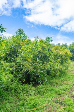 Zengin avokado ağaçları, Kolombiya 'nın zengin doğal güzelliklerini sergileyerek, Popayn, Cauca' nın canlı bir manzarasında gelişir..