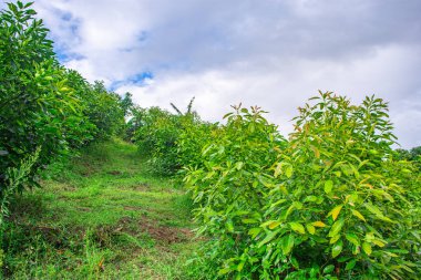 Popayn, Cauca, Kolombiya 'daki yemyeşil avokado ağaçlarının arasından geçen manzaralı bir patika doğanın ve tarımın güzelliğini gözler önüne seriyor..