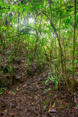 Popayn, Cauca, Kolombiya 'da yoğun yeşilliklerle çevrili dolambaçlı bir yolu olan canlı yeşil bir orman sahnesi..