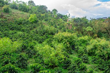 Popayn, Cauca, Kolombiya 'daki yemyeşil bitki ve kahve bitkilerinden oluşan canlı bir manzara. Doğa ve tarım temaları için ideal.