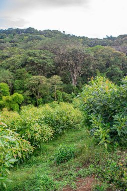 Popayn, Cauca 'da yemyeşil avokado bitkileri gelişerek Kolombiya' nın doğal güzelliklerini gözler önüne seriyor..