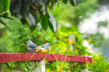 Korkuluklara tünemiş iki canlı kuş, Popayn, Cauca, Kolombiya 'da yemyeşil bir arka planda meyvenin tadını çıkarıyordu..