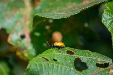 Popayan, Cauca, Kolombiya 'da yeşil yapraklar üzerinde dinlenen canlı sarı bir böcek doğanın güzelliğini gözler önüne seriyor..