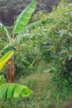 Popayan, Cauca, Kolombiya 'da avokado bitkileri ve muz yapraklarının yer aldığı canlı yeşilliklerle çevrili güzel bir yol..
